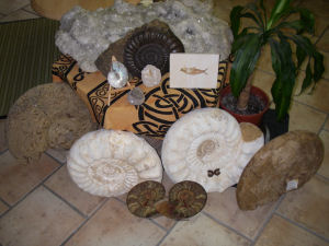 Fossilien aus aller Welt