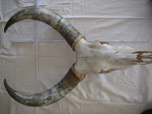 Kopf 004