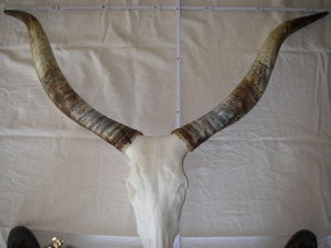 Kopf 005