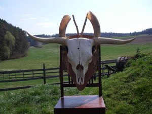 Schottenrind 004