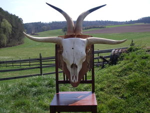 Schottenrind 008