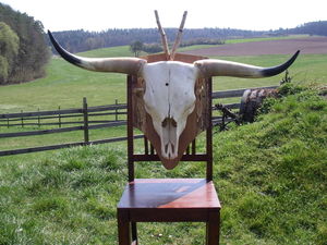 Schottenrind 011